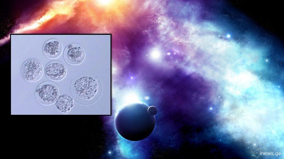 პირველად ისტორიაში - კოსმოსში თაგვის ემბრიონები გაზარდეს