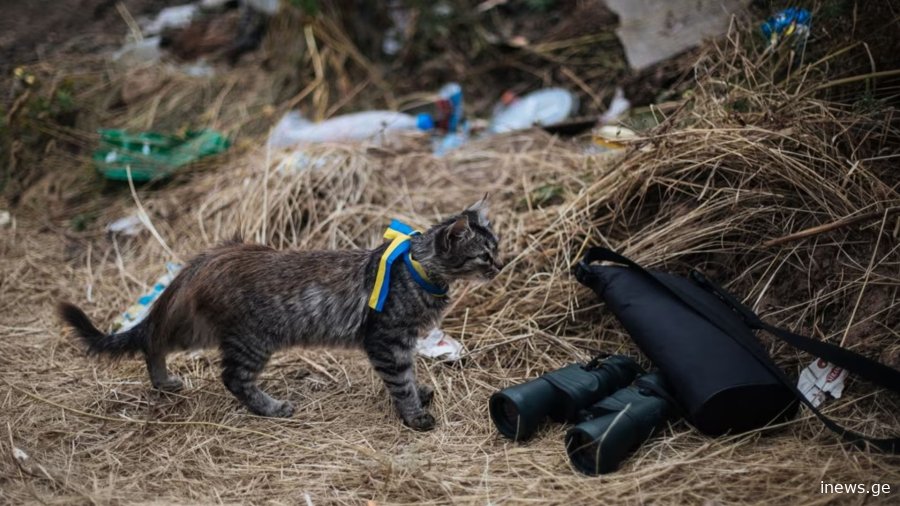 უკრაინის შეიარაღებული ძალები ფრონტზე კატებს გზავნის ქვეწარმავლებთან საბრძოლველად - BILD