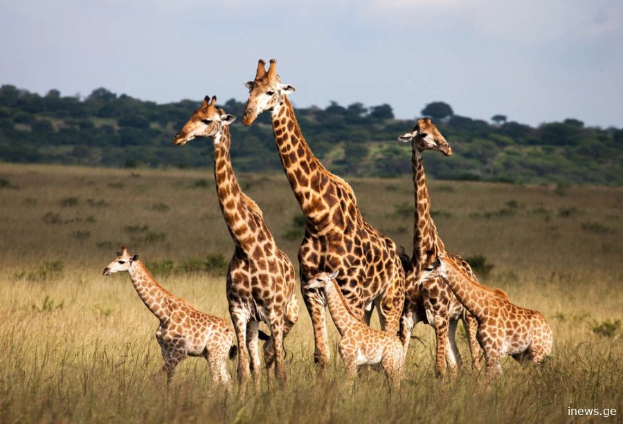 თბილისის ახალ ზოოპარკში ჟირაფებს ჩამოიყვანენ