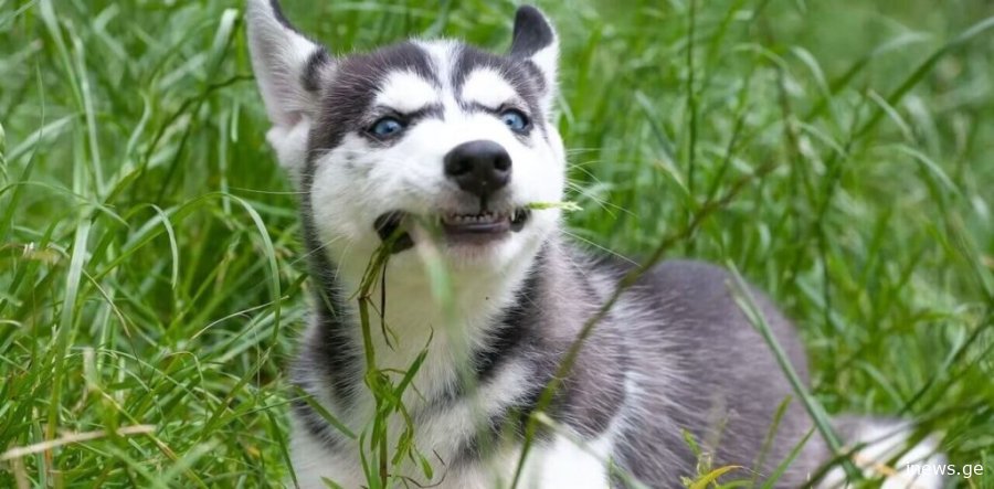 რატომ ჭამენ ძაღლები ბალახს — მიზეზი ის არ აღმოჩნდა, რაც გგონიათ