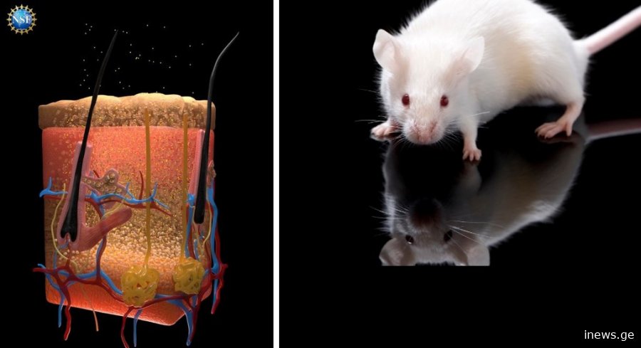 მეცნიერებმა გასაოცარი რამ შეძლეს - მათ კანი გამჭვირვალე გახადეს