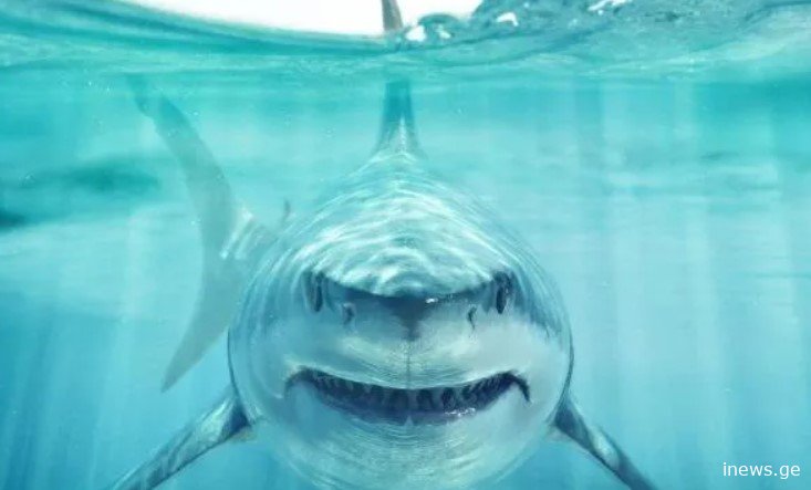 საფრთხე ადამიანებისთვისაც? - მეცნიერები შეაშფოთა ოკეანეში "კოკაინის ზვიგენების" გამოჩენამ