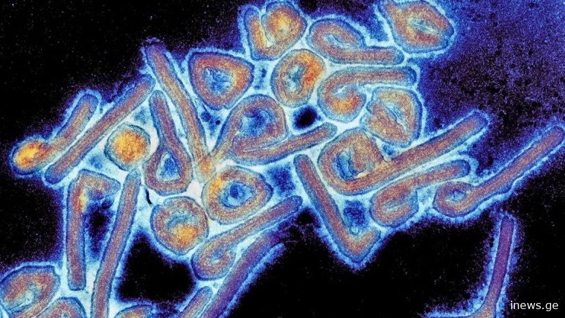 ახალი ვირუსით დაინფიცირებული 26 შემთხვევიდან 8 ფატალურად დასრულდა - ჯანმო განახლებულ მონაცემებს აქვეყნებს