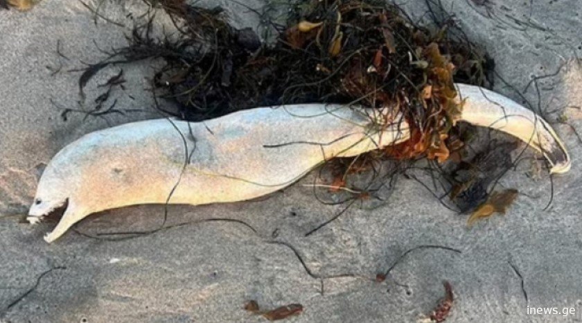 აშშ-ში ზღვამ უცნაური არსება გამორიყა