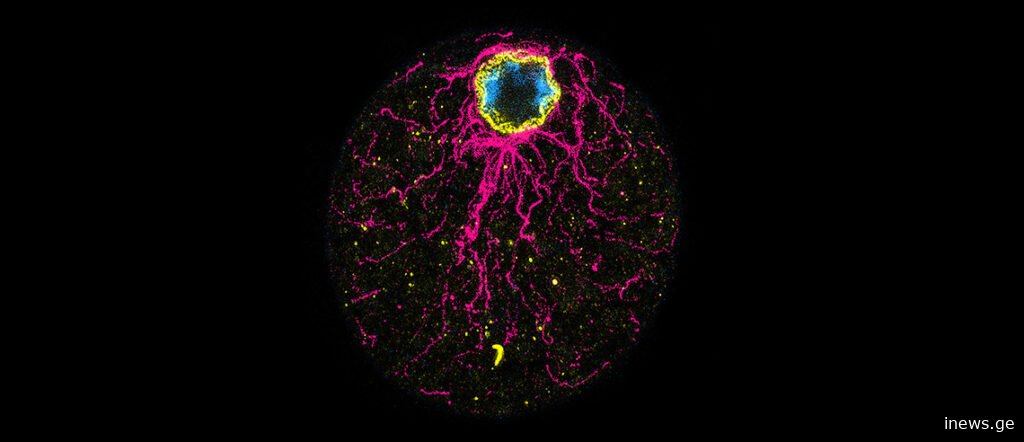 ჯერ კვერცხი გაჩნდა თუ ქათამი — სავარაუდო პასუხს მეცნიერებმა უძველეს ერთუჯრედიან ორგანიზმში მიაგნეს