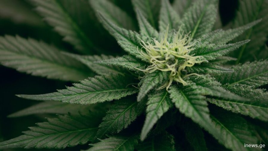 მარიხუანას მოხმარება მკაფიო კვალს ტოვებს ადამიანის დნმ-ზე — ახალი კვლევა