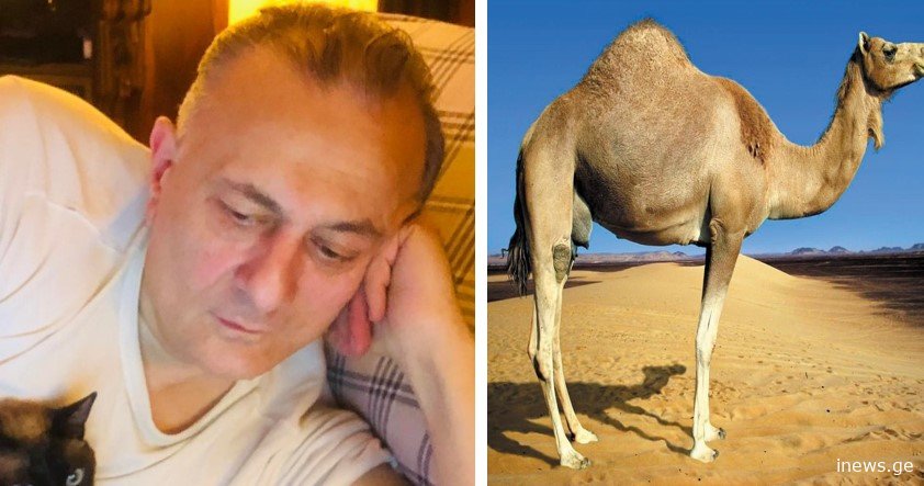 როზგავენ აქლემის პენისისგან დამზადებული ... - რას წერს შალვა ნათელაშვილი სოც ქსელში