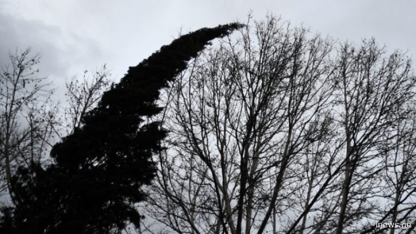 ასეთი ქარი საქართველოში წელს არ ყოფილა - სინოპტიკოსები მოსალოდნელ ამინდზე გვაფრთხილებენ