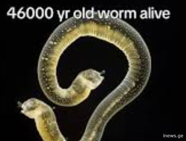 მეცნიერული გარღვევა თუ საფრთხე?-ჭია რომელიც 46,000 წლის შემდეგ გაცოცხლდა