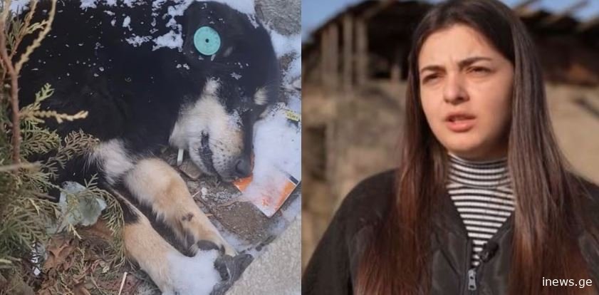 გუშინ ეს ძაღლი გაიყინა.. -5 ყინვაა და მიუსაფარი ცხოველები ვეღარ უძლებენ - ტასო ლოსაბერიძე მიმართვას ავრცელებს