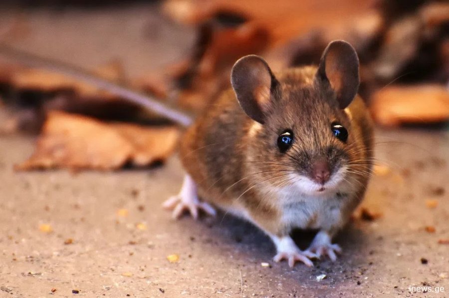 დედის გარეშე, ორი მამისგან შექმნილმა თაგვმა ზრდასრულ ასაკს მიაღწია — დიდი სამეცნიერო მიღწევა #1tvმეცნიერება