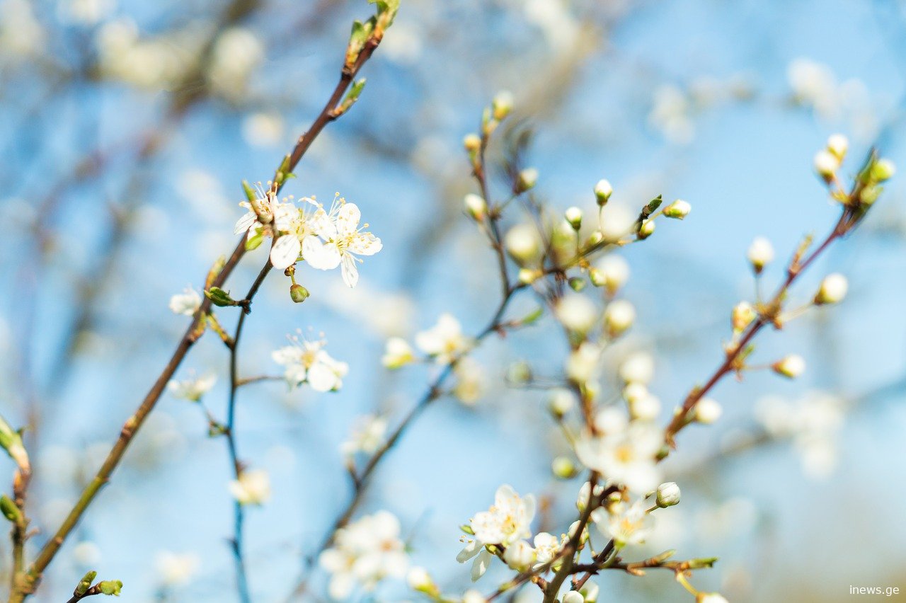 მარტში ზღვაზე წასვლის დრო მოსულა - ვრცელდება ინფორმაცია უახლოესი დღეების ამინდზე