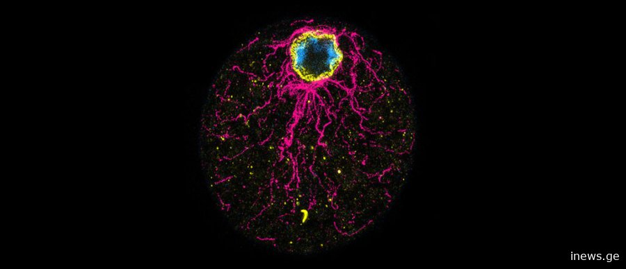 ჯერ კვერცხი გაჩნდა თუ ქათამი - მეცნიერებმა მთავარი კითხვის პასუხს საბოლოოდ მიაგნეს