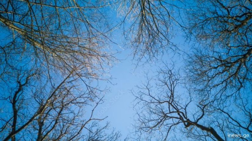 ახლა კი ნამდვილად დადგა გაზაფხულდი - ვრცელდება ინფორმაცია უახლოესი დღეების ამინდზე