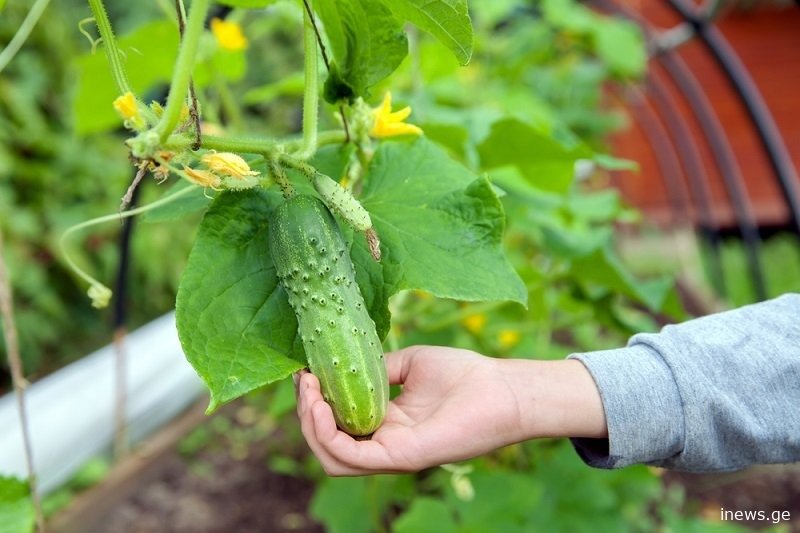 თუ წელს კიტრის დათესვას აპირებთ, აუცილებლად წაიკითხეთ ეს რჩევები