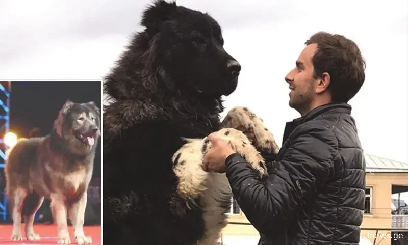 კავკასიური ნაგაზისა და მგლის ნაჯვარი "ლეკვი" 5 მილიონ დოლარად გაიყიდა - ვინ არის მყიდველი?