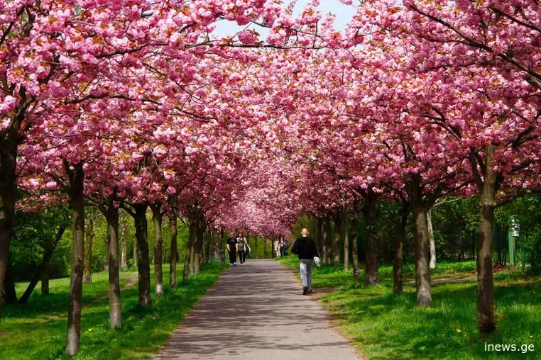 საკურას რეკორდული სიგრძის ხეივანი ლეჩხუმში - როდის დასრულდება მისი გაშენების პროცესი?
