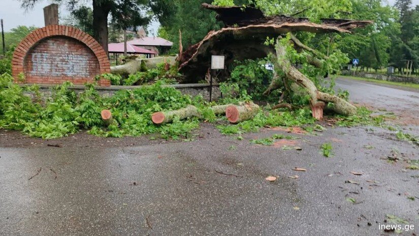 სენაკში 840 წლის ჭადრის ისტორია დასრულდა