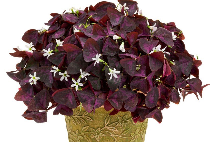 მცენარე, რომელსაც ბედნიერება მოაქვს - როგორ გავახაროთ და როგორ მოვუაროთ