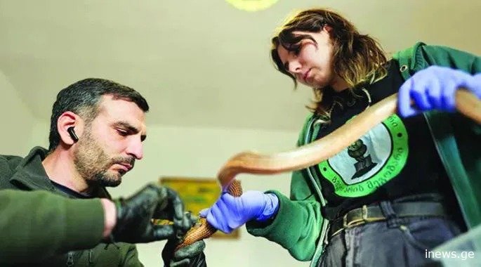 138 გველი სარდაფში: "შოკი, რომელიც დღემდე არ განელებულა"