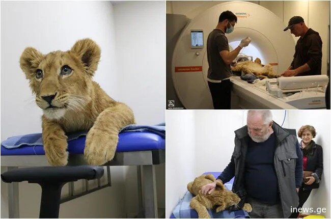 შანი ავად გახდა, ზოოპარკს მისი კლინიკაში გადაყვანა დასჭირდა -  რა პრობლემები აქვს ბოკვერს