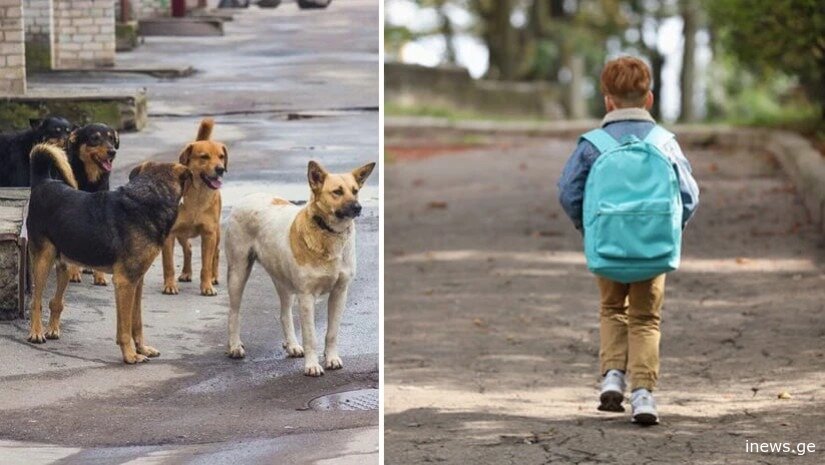 მანქანისკენ მიდიოდა, როდესაც 5-მდე ძაღლი თავს დაესხა... - ბათუმში დაკბენილი ბავშვის მშობელი