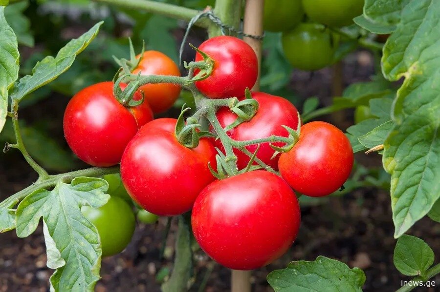 თუ წელს პომიდვრის დათესვას აპირებთ, ეს აუცილებლად უნდა იცოდეთ