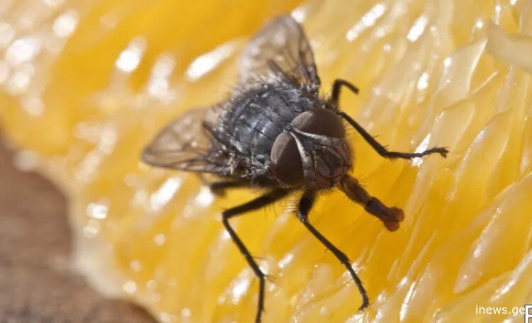 როგორ მოვაშოროთ ბუზები ბინიდან - 6 ეფექტური მეთოდი, რომელიც ნამდვილად მუშაობს