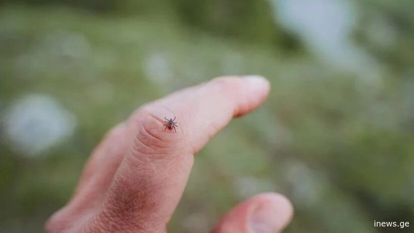 მენინგიტი და ტოქსიკური შოკი - ანაპლაზმოზის საშიშროება, რომელსაც ტკიპის ნაკბენი იწვევს