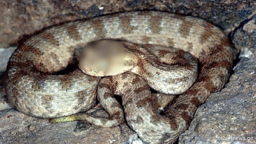 გიურზას გავრცელების არეალი თბილისის შემოგარენს მოიცავს - აუცილებელი ინფორმაცია