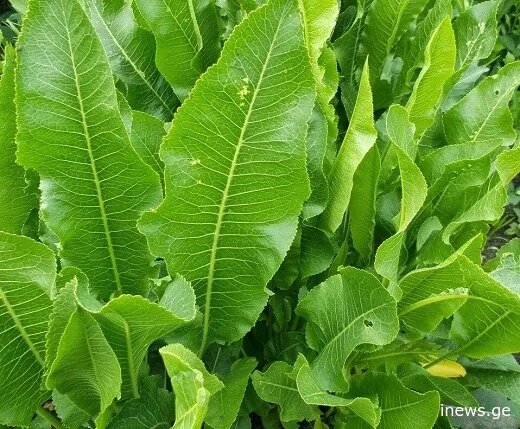 ლიმონზე 6-ჯერ მეტ C ვიტამინს შეიცავს... - კიტრის მწნილის შეუცვლელი ინგრედიენტი პირშუშხა